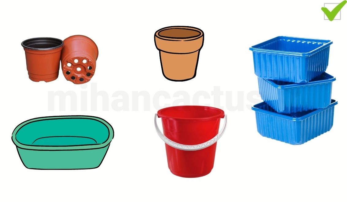 ظرف کاشت بذر کاکتوس