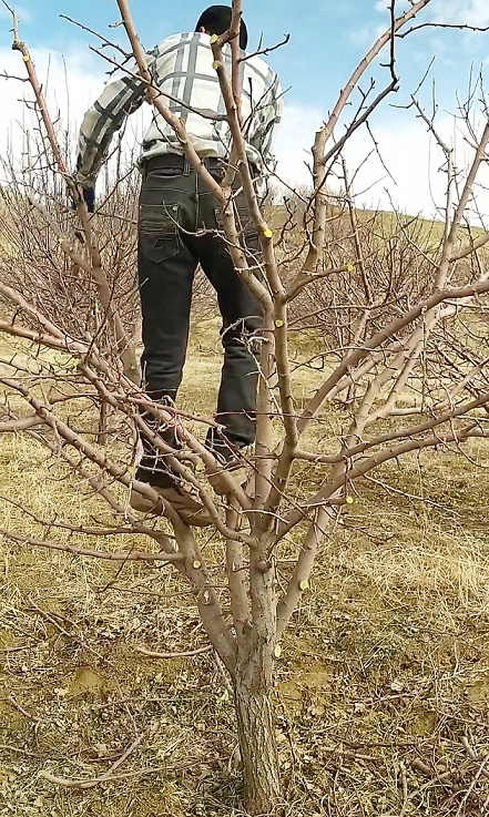 The best season for apple tree pruning