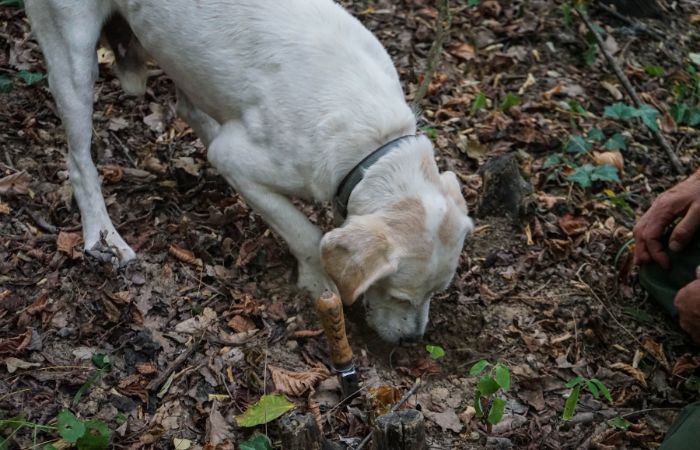 سگ را برای یافتن قارچ دنبلان آموزش داد