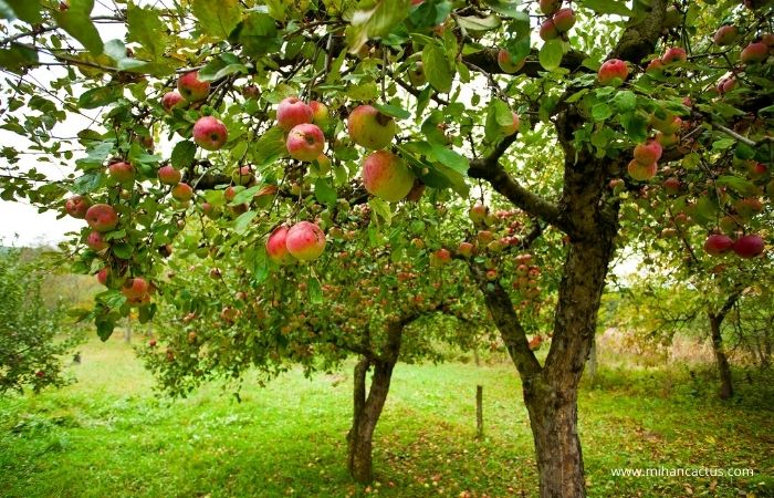 درخت سیب