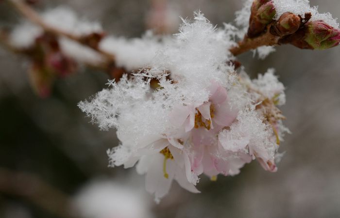چگونه از سرمازدگی شکوفه ها و گل های درختان میوه جلوگیری کنیم؟