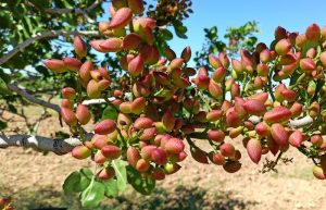 garden of Pistachio