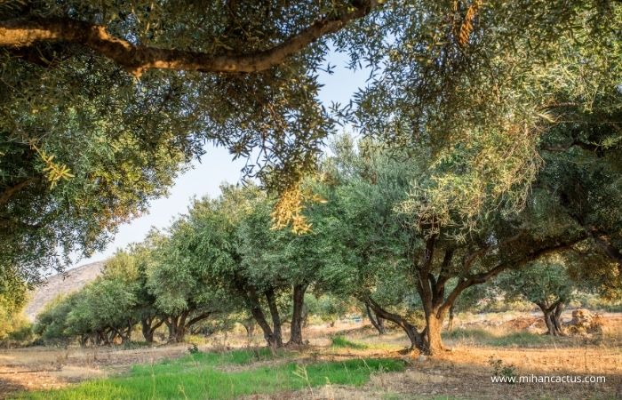olive tree in garden