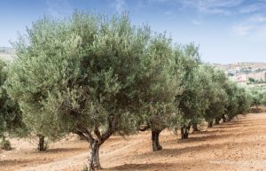 olive tree in garden