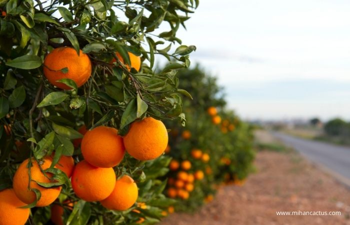 هرس درخت پرتقال