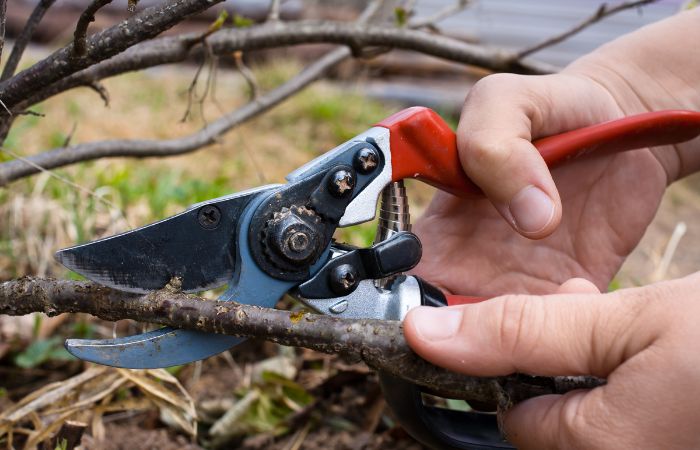 What to do after pruning a tree?