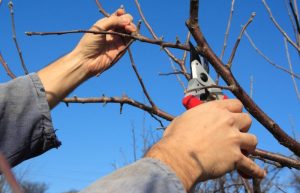 pruning work