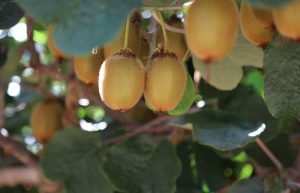 باغ درخت کیوی