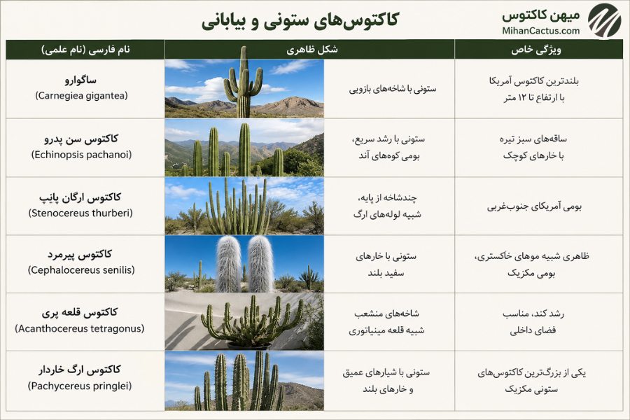 کاکتوس های ستونی عکس انواع کاکتوس با اسم و نام علمی