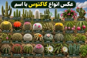 عکس انواع کاکتوس با اسم
