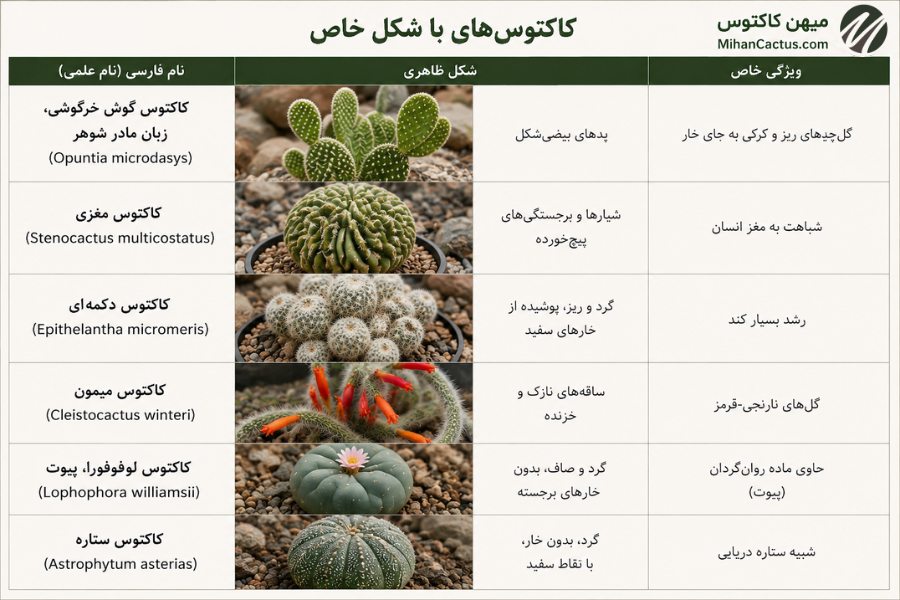 کاکتوسهای با شکل خاص