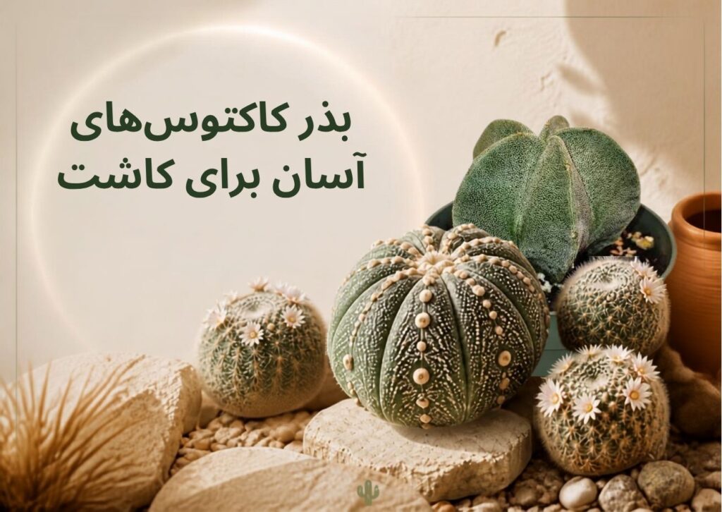 بذر کاکتوس های آسان برای کاشت