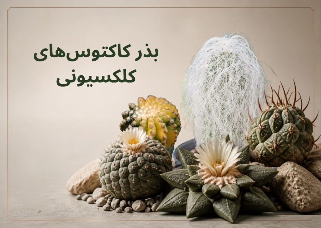 بذر کاکتوس های کلکسیونی