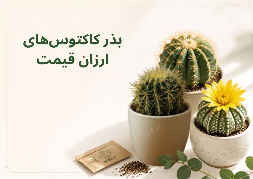 بذر کاکتوس های ارزان قیمت