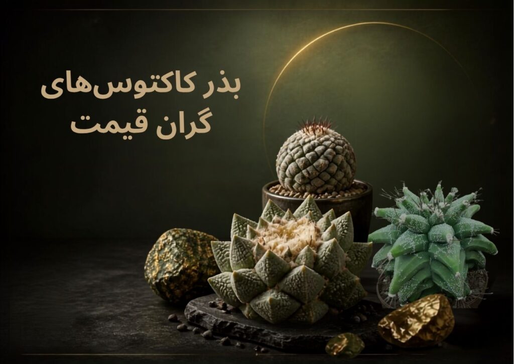 بذر کاکتوس های گران قیمت